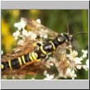 Tenthredo omissa - Blattwespe 05.jpg